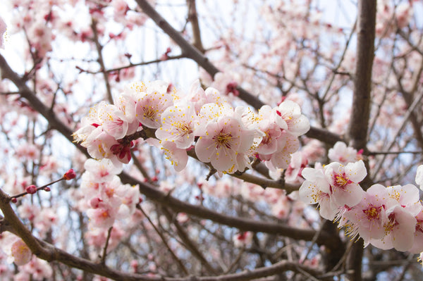 Plum Blossoms in Japan: What to Know Before You Visit